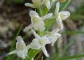 Gymnadenia odoratissima